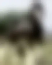 Foto di anlphegias59007