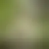 Contact blain