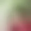 Chatea con elviz y solteros en La Borreguita